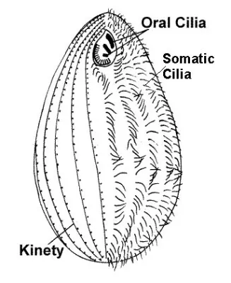  Quesnellia!  A Ciliate With Two Contrasting Mouth Styles 