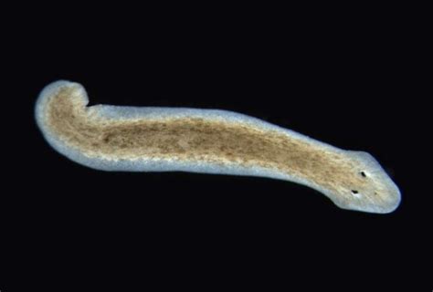  Zygocotyle!  An Incredible Flatworm That Thrives in Unexpected Environments