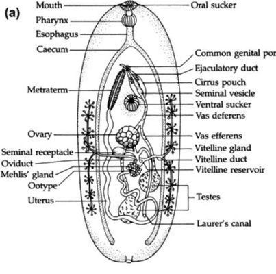  Zygophallus!  The Tiny Trematode That Will Make You Rethink Your Seafood Choices