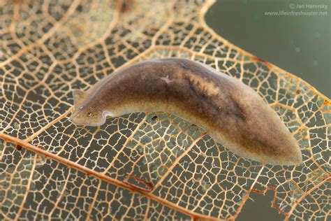  Eylash Worm:  A Teeny-Tiny Flatworm Known For Its Elegant Gliding Motion and Remarkable Regenerative Abilities! 