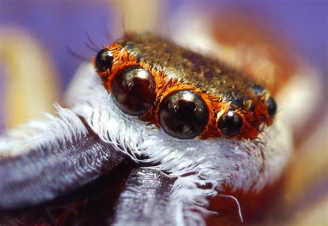  Jumping Spider! A Tiny Hunter With Eight Eyes That Defies Gravity