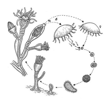  Oceania! A Glimmering Wonder: Unveiling the Mesmerizing Beauty and Complex Lifecycle of the Oceanid Hydrozoan