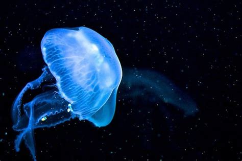  Umbrella Jellyfish:  Can You Believe This Bioluminescent Creature Eats Through Its Mouth AND Tentacles?!