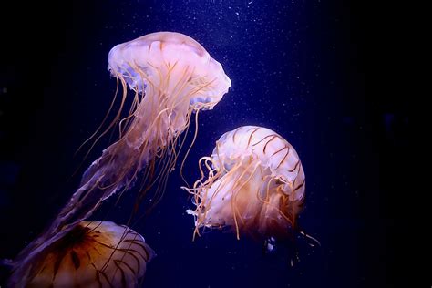  VampyrellaOwenii - A Carnivorous Jellyfish With a Taste for Brains?!