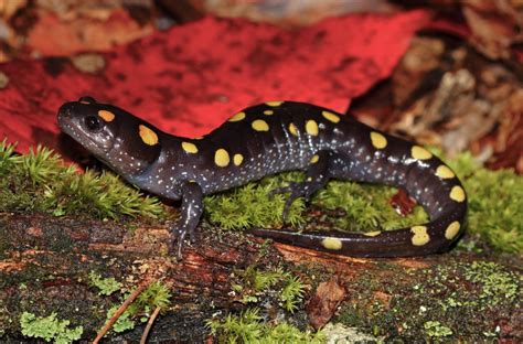  Yellow-Spotted Salamander: 살아있는 보석처럼 반짝이는 노란 점들과 짙은 검은색이 만나는 아름다움!